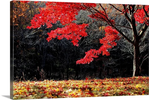 Red Tree - Large Solid-Faced Canvas Wall Art Print, Great Big Canvas