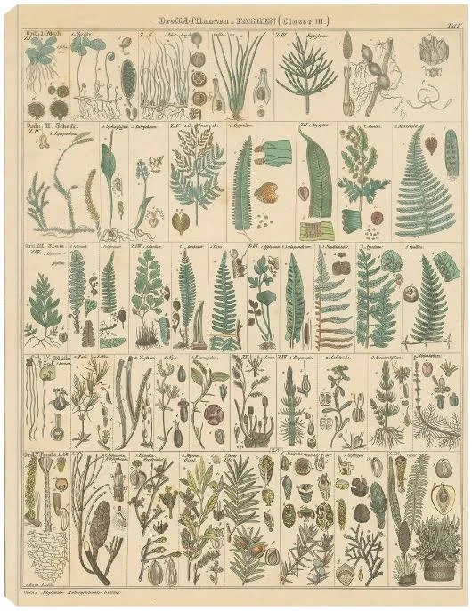 Fern Chart Canvas Art by Wild Apple Portfolio 24x32 Fineartcanvas