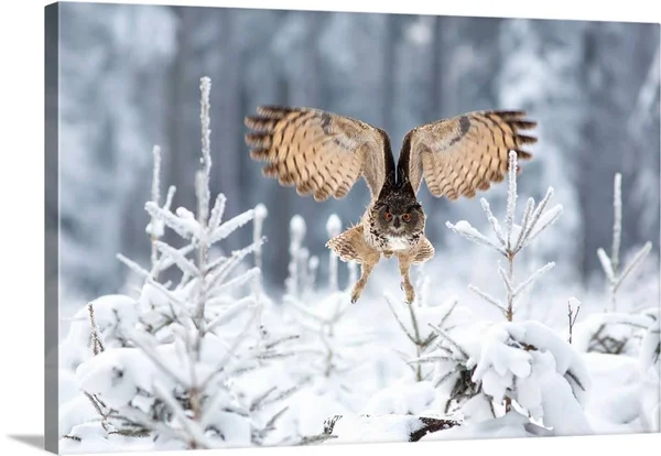 Eurasian Eagle-Owl, Canvas Wall Art, 36x24, Great Big Canvas