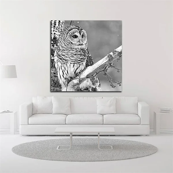 18x22 x 18x22 White Owl by PhotoINC Studio Print on Canvas