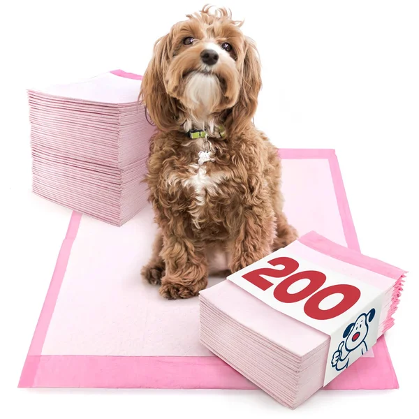 Valuepad Ultra Puppy Pads, Medium 23x24 inch, 200 Count