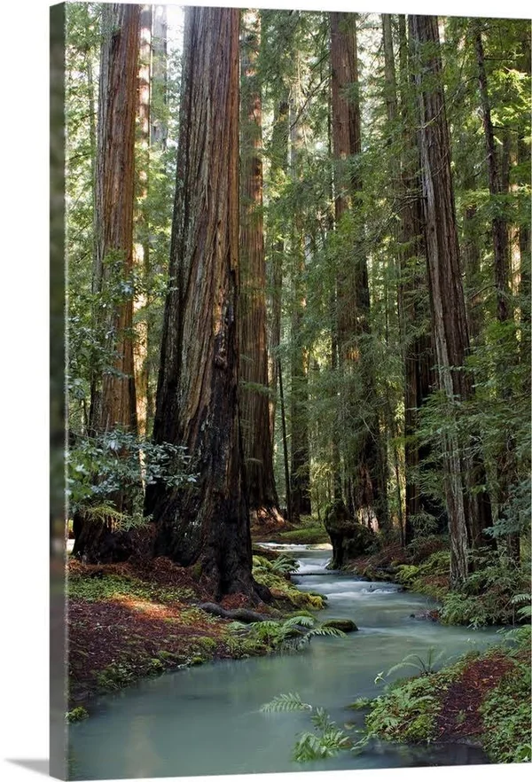 Redwood Forest III - Large Solid-Faced Canvas Wall Art Print, Great Big Canvas
