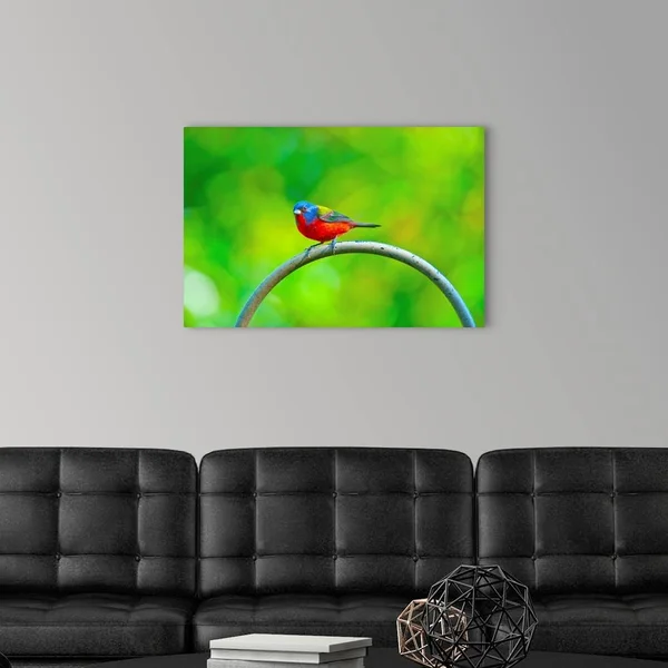 North America, USA, Florida, Immokalee, Painted Bunting, Large Solid-Faced Canvas Wall Art Print, Great Big Canvas