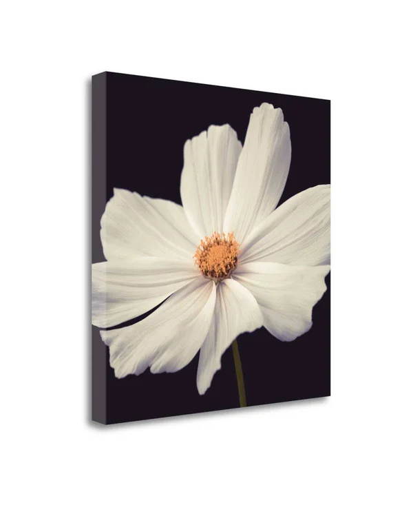 20x22 x 20x22 Cosmos II by Assaf Frank Fine Art Giclee Print