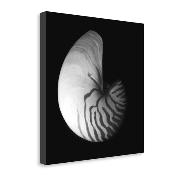24x22 x 24x22 Shell Collection III by ILY Szilagyi Fine Art Giclee Print