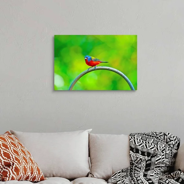 North America, USA, Florida, Immokalee, Painted Bunting, Large Solid-Faced Canvas Wall Art Print, Great Big Canvas