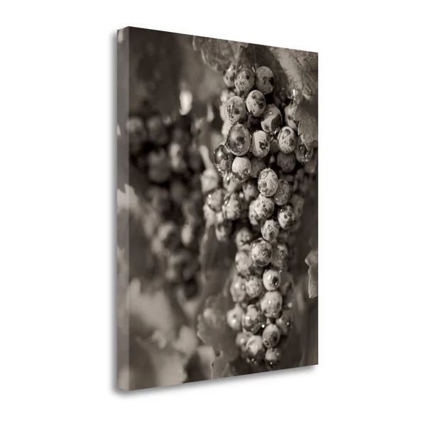 Tangletown Fine Art Grapes - 24x22 by Alan Blaustein, Giclee Print on Gallery Wrap Canvas, 35x22x45x22