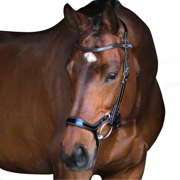 PS of Sweden Pioneer Snaffle Bridle - Black