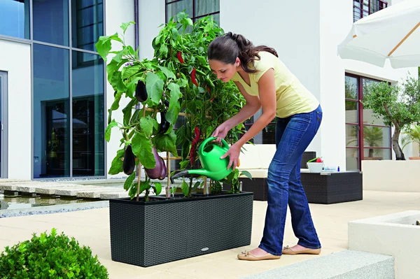 Rectangle Lechuza Trio Cottage 30 Self-Watering Resin Planter