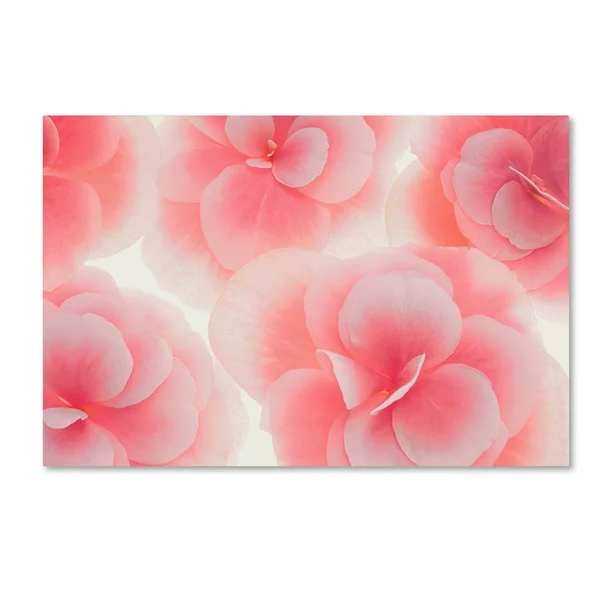 Trademark Fine Art Rose Begonia Flowers by Cora Niele - 22x32-Inch Canvas Wall Art