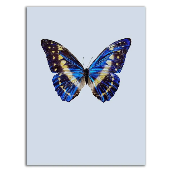 Tangletown Fine Art 24x22 x 18x22 Blue Butterfly by Incado Print on Canvas