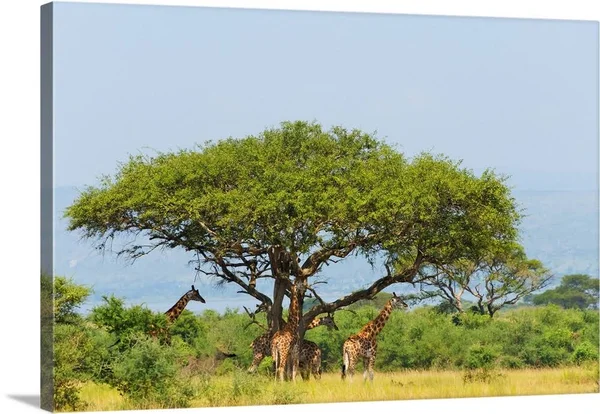 Giraffes Under An Acacia Tree on The Savanna - Murchison Falls National Park, Uganda, Canvas Wall Art, 60x40, Great Big Canvas