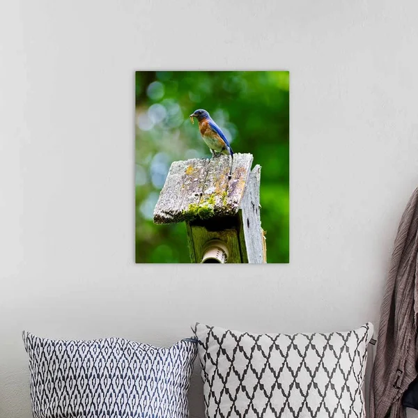 North America - USA, Minnesota, Mendota Heights, Eastern Bluebird, Canvas Wall Art, 16x20, Great Big Canvas