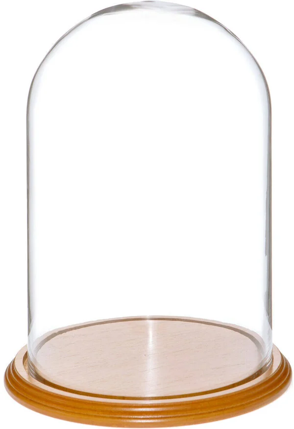 Plymor 8x22 x 12x22 Glass Display Dome Cloche (Oak Veneer Base)