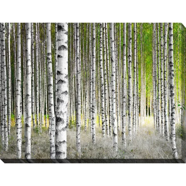 Picture Perfect International Birch Trees 1x22 Giclee Print Canvas Wall Art, 24 Inches x 36 Inches x 1.5 Inches