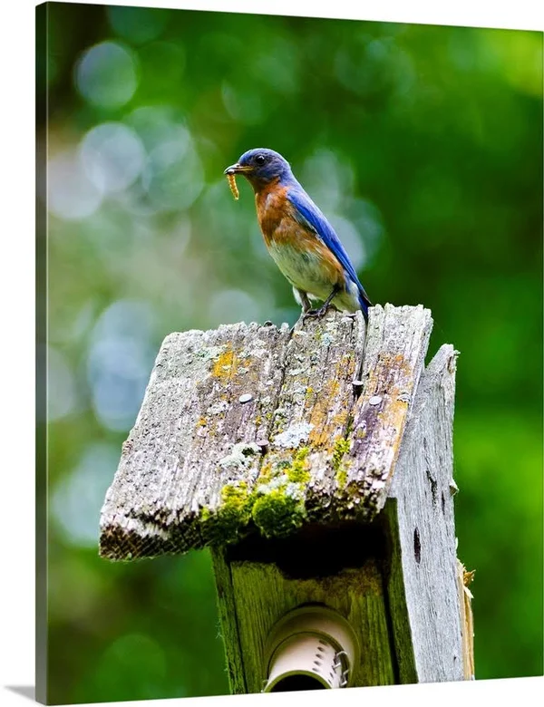 North America - USA, Minnesota, Mendota Heights, Eastern Bluebird, Canvas Wall Art, 16x20, Great Big Canvas