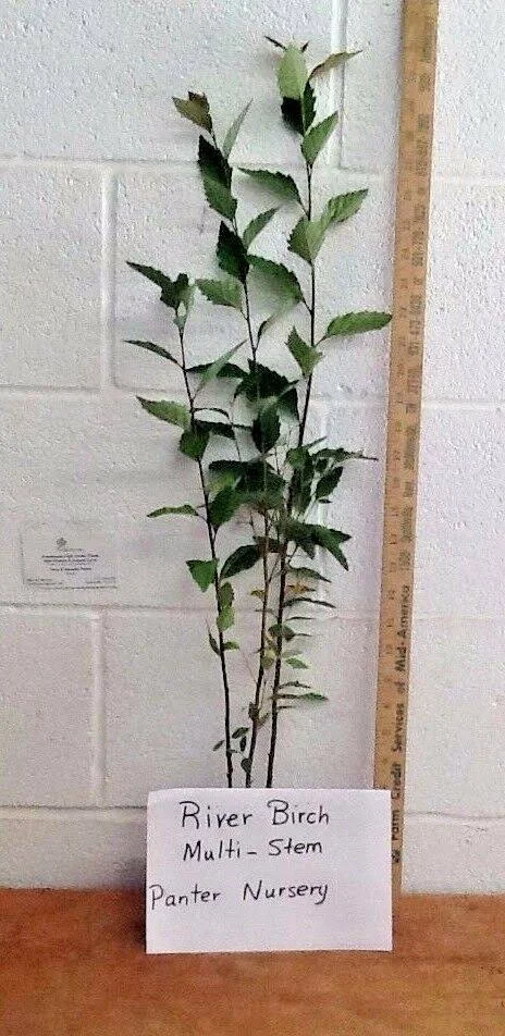 Plant Me Green 5 gal. River Birch Shade Tree (Multi-Stem)