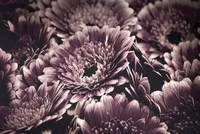 Framed Poster Prints - Opulent IV by Design Fabrikken ( scenic & landscapes > Nature > Nature close-ups > Floral