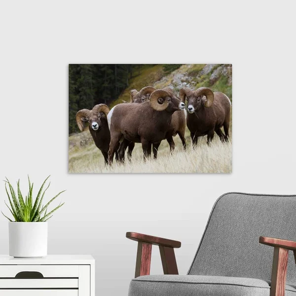Rocky Mountain, Bighorn Sheep, Rams, Canvas Wall Art, 24x16, Great Big Canvas