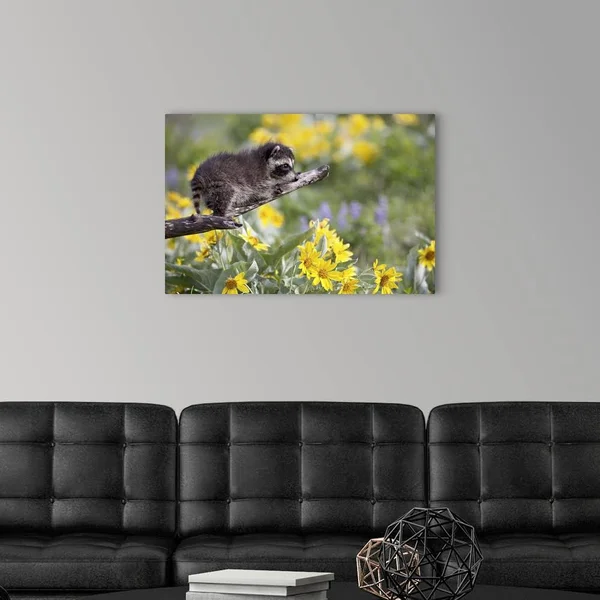 Baby Raccoon in Captivity - Animals of Montana, Bozeman, Montana, Large Solid-Faced Canvas Wall Art Print, Great Big Canvas