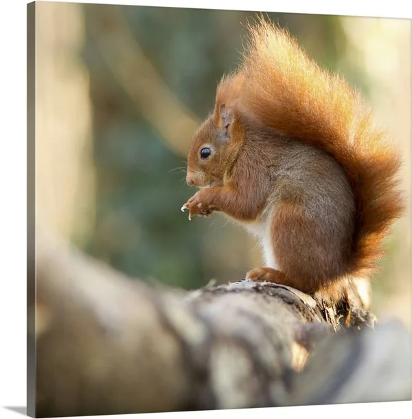 Solid-Faced Canvas Print Wall Art Print entitled Squirrel in Winter on Bark of Tree.