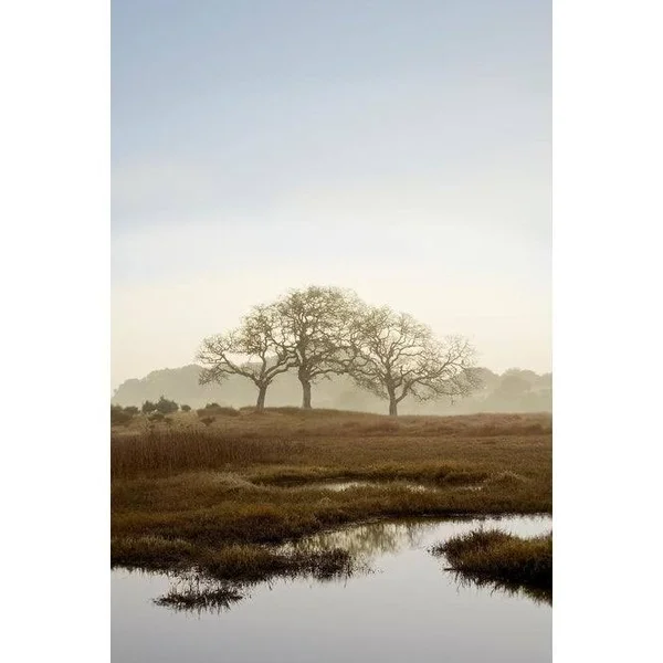 Easy Art Prints Alan Blaustein's 'Oak Tree #66' Premium Canvas Art - 36 x 24 - Brazilian Barnwood Frame