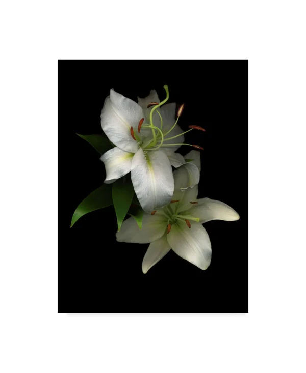 Trademark Art Susan S. Barmon 'White Lilies 2' Canvas Art