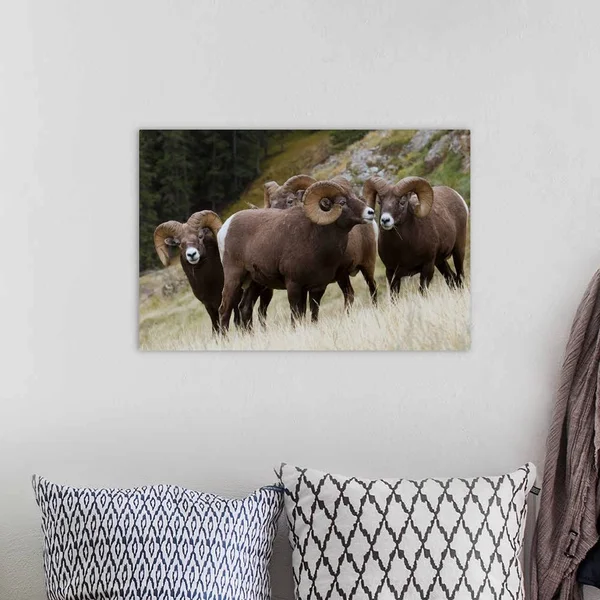 Rocky Mountain, Bighorn Sheep, Rams, Canvas Wall Art, 24x16, Great Big Canvas