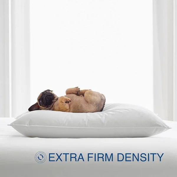 The Company Store Organic Natural Firm Down Queen Pillow