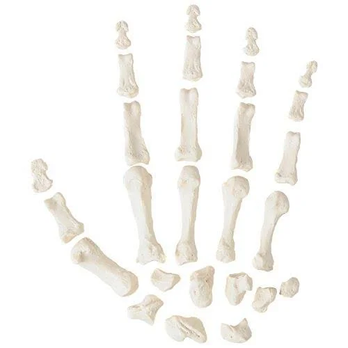 Axis Scientific Complete Disarticulated Human Skeleton Bundle, Includes 3 Part Human Skull, Life Size Bones, Articulated Hand an