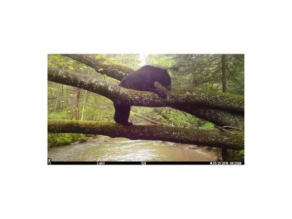 Browning Strike Force HD Apex Trail Camera