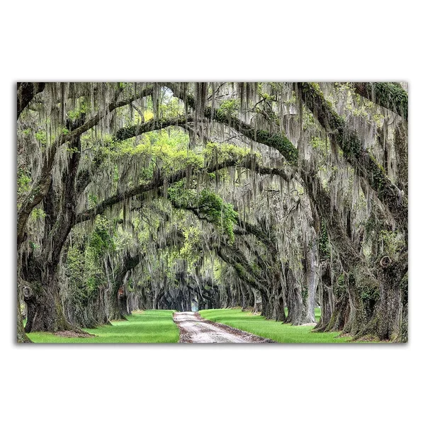 Tangletown Fine Art 14x22 x 21x22 The Old South by Daniel Burt Print on Canvas