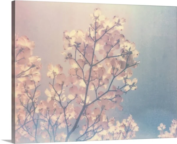 Flowering Dogwood I, Large Solid-Faced Canvas Wall Art Print, Great Big Canvas