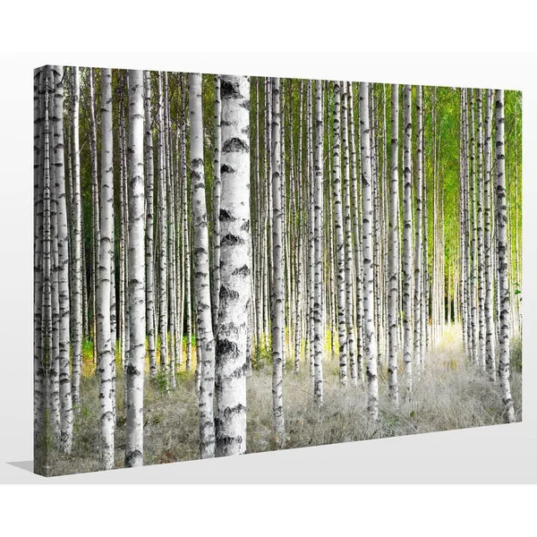 Picture Perfect International Birch Trees 1x22 Giclee Print Canvas Wall Art, 24 Inches x 36 Inches x 1.5 Inches
