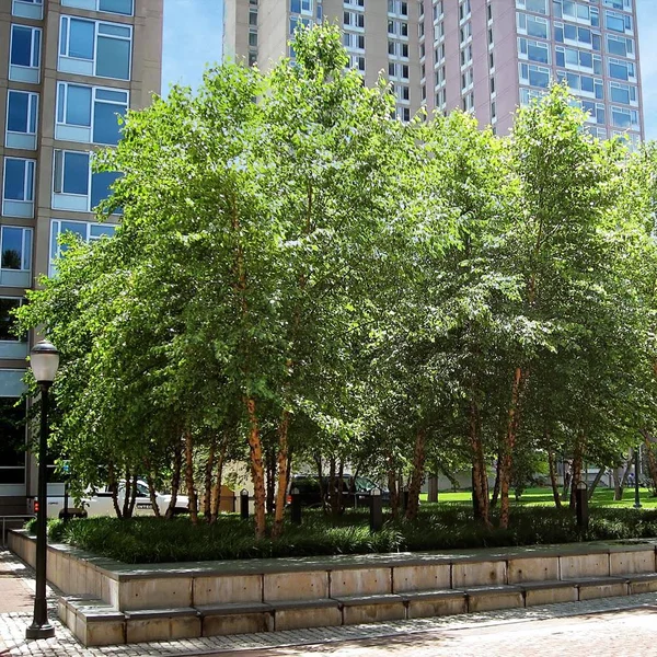 Plant Me Green 5 gal. River Birch Shade Tree (Multi-Stem)