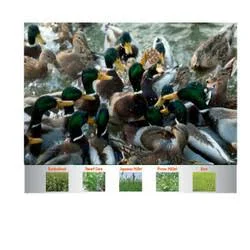 Mack&s Attract Duck Forage Food Plot Seed - 20lb