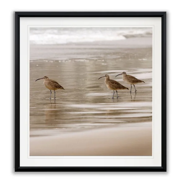 Shore Birds I -Framed Giclee Print - 28x28