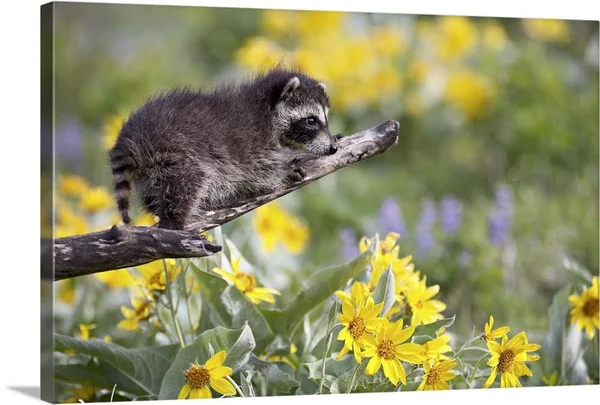 Baby Raccoon in Captivity - Animals of Montana, Bozeman, Montana, Large Solid-Faced Canvas Wall Art Print, Great Big Canvas