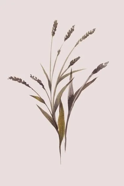 Framed Poster Prints - Wheat by Design Fabrikken ( Floral & Botanical > Plants > Grasses art)