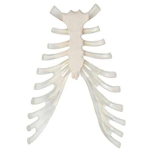 Axis Scientific Complete Disarticulated Human Skeleton Bundle, Includes 3 Part Human Skull, Life Size Bones, Articulated Hand an