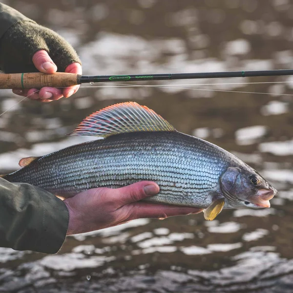 Vision - Nymphmaniac Fly Rod - 10 Foot #4