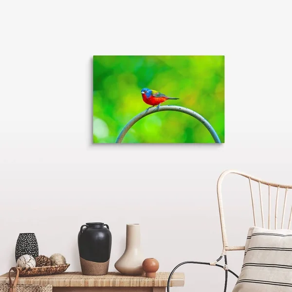 North America, USA, Florida, Immokalee, Painted Bunting, Large Solid-Faced Canvas Wall Art Print, Great Big Canvas