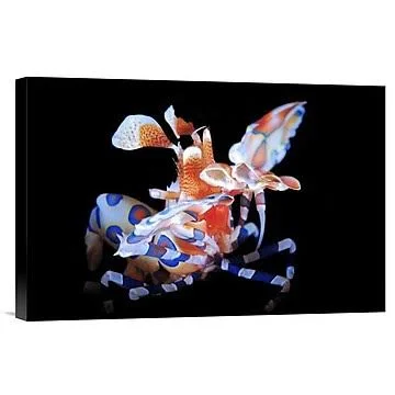 Global Gallery 'Harlequin Shrimp' by Barathieu Gabriel Photographic Print on Wrapped Canvas
