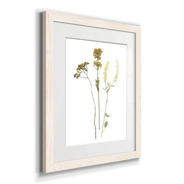 Pressed Botanical III-Premium Framed Print - Ready to Hang - 27.5X37.5 - White