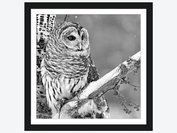 Framed Poster Prints - White Owl by PhotoINC Studio ( Animal Art > Birds > Owls art)