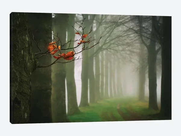 Lars Van De Goor Canvas Prints - Old & New ( scenic & landscapes > Nature > Mist & Fog art)