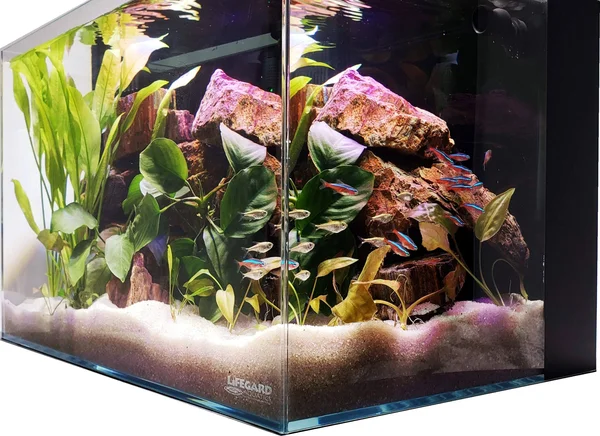 Lifegard Aquatics Ultra Low Iron Glass Crystal Aquarium with Built-in Back Filter, 24 Gallons