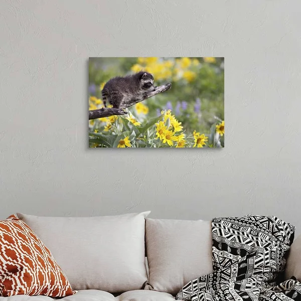 Baby Raccoon in Captivity - Animals of Montana, Bozeman, Montana, Large Solid-Faced Canvas Wall Art Print, Great Big Canvas