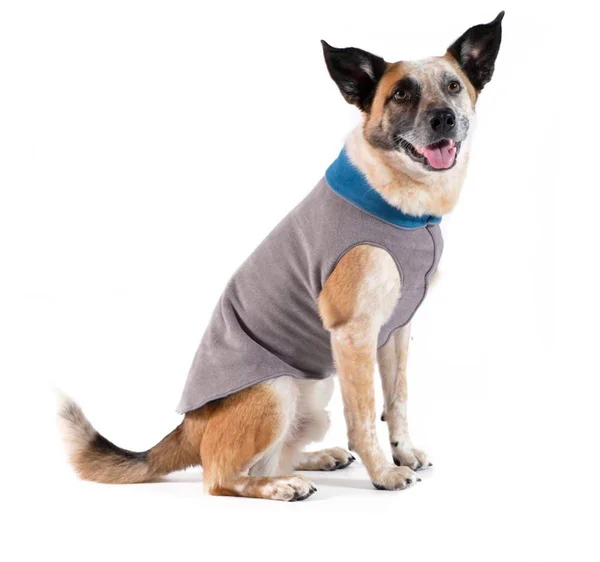 Gold Paw Fleece Dog Jacket - Summer Mod - Size 8 FS8SMD