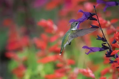 Framed Poster Prints - Ruby-Throated Hummingbird on Purple Majesty salvia. Marion County, Illinois. by Richard & Susan Day (